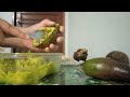 How to make a simple avocado dessert|| Weng Jaleco