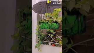 Grow Your Own Money Plant: Propagation Made Easy and Techniques for Saving it in Summer. Like Share