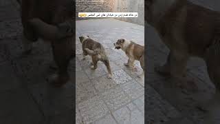 با چه نازی راه میرن دیوثا😂 #dogger #cat #puppy #dogs #husky #سگ #animals #funny #cute #pets