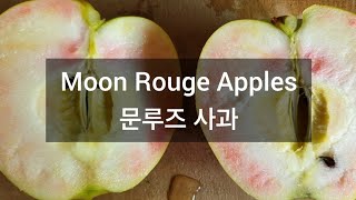 [소비자 과일 솔직 평가] 문루즈 사과 (Moon Rouge Apples) 맛을 보았습니다.. 연분홍색 과육을 가진 품종, 새콤달콤하고 단단한 품종