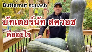 ฟักทองฝรั่งปลูกเองในกระถาง #garden #ผักสวนครัว #ฟักทอง #squash