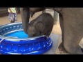 Baby Elephant Bath Time Part2 Baby Elephant Bath Time Part2