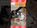 犬さんの動画見て笑ったら寝ろwww　　 動物　 笑える　 おもしろ動画