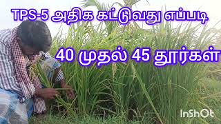 TPS -5 நெல்லில் அதிக தூர் கட்டுதல்