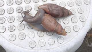 Euglandina rosea (Ferussac, 1821) Rosy Wolfsnail Foreplay As A Prelude To Mating