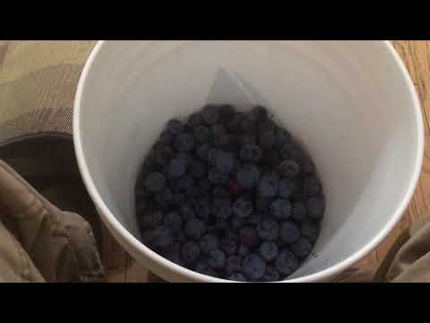 Let’s make some prison wine Let’s make some prison wine