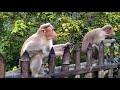 monkey amazing in kerala ഈ കുരങ്ങൻ ആളെ രു കുറുമ്പനാ കണ്ട് നോക്കു