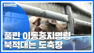 96시간 만에 이동 중지 해제...도축장 '북적' / YTN