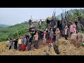 Final harvest of the year #tening Nagaland #paddyharvesting part 1