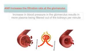 ATRIAL NATRIURETIC PEPTIDE! ANP!  The Kidneys and high blood pressure explained!