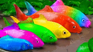 Catch Glofish,Goldfish,Catfish,Lots of Rainbow Eels, Crocodile |Primitive Cooking - Creative Cooking