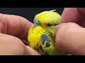 【インコ】筆毛大量発生‼️part11 前編