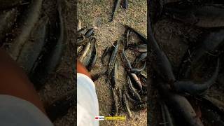 amazing snakehead fish hunting telugu #telugushorts #telugu #fish #fishing #villagelife #fishingvide