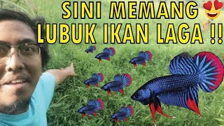 🔴Sauk ikan laga kampung /sauk imbellis di kawasan negeri kedah