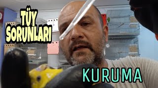 MUHABBET KUŞU TÜY SORUNLARI - MUHABBET KUŞU KURUMA HASTALIĞI