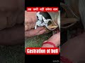 castration of bull l dr umar khan