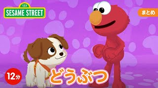 まとめ｜いろいろな『どうぶつ』をみてみよう｜セサミストリート日本語吹替版