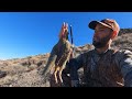 Una perdiz, Un Trofeo. Chukar hunt Nevada