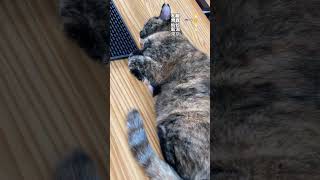 サビ猫キャスターがお届け 2023年9月2日の天気予報 #かわいい #猫 #tortoiseshellcat #サビ猫キャスター