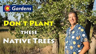 Don't Plant these Colorado Native Trees I Hate in the Landscape