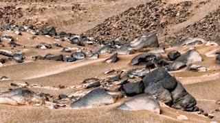 Mars Newly Released 4k stunning video footage | mars perseverance rover sol 141