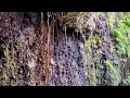 lluvia en el bosque con pájaros 🌧️🐦 sonidos naturales para relajarte nivel tierra