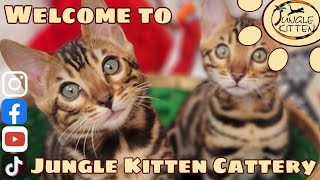 Welcome to Jungle Kitten Cattery