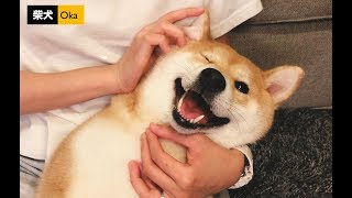 Cleaning Dog's Ears | How to Clean Shiba Inu's Ears