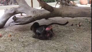 Laughing, Giggling Orphan Baby Baboons