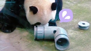 圓寶耐心玩點心罐罐，圓寶說:偶覺得點心太少|熊貓貓熊The Giant Panda Yuan Yuan and Yuan Bao|台北市立動物園