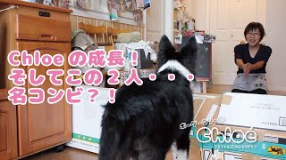 生後7ヶ月の成長を！ボーダーコリーのChloéがホップ！ステップ！ジャンプ！