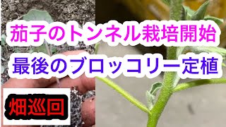 『畑巡回』茄子とブロッコリーの定植完了。トンネルはビシッと張りましょう。2023年4月14日