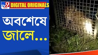 Alipurduar Leopard Recovery: অবশেষে জালে...