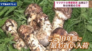 秋の味覚の王様マツタケ、例年よりも入荷が遅く