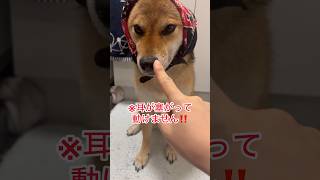 🐶：今日はご機嫌ななめ‼️#柴犬　#柴犬コンちゃん #柴犬との暮らし #pets #豆柴 #shorts