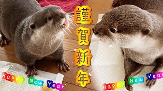 【カワウソチロとサラ】あけましておめでとうございます⛩ Happy New Year