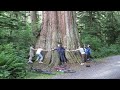 1000 Years Old Magnificent Tree!! Very Big And Tall !! TheTree Found In 2007 Stanley Park