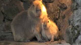 カピバラさん親子の会話 [Capybara]