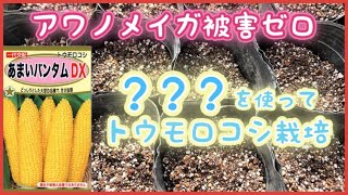 【トウモロコシ 育て方】種まきは2月！無農薬でアワノメイガ対策【農業 農業女子 とうもろこし 栽培】