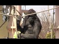 シャバーニ家族 1017 shabani family gorilla