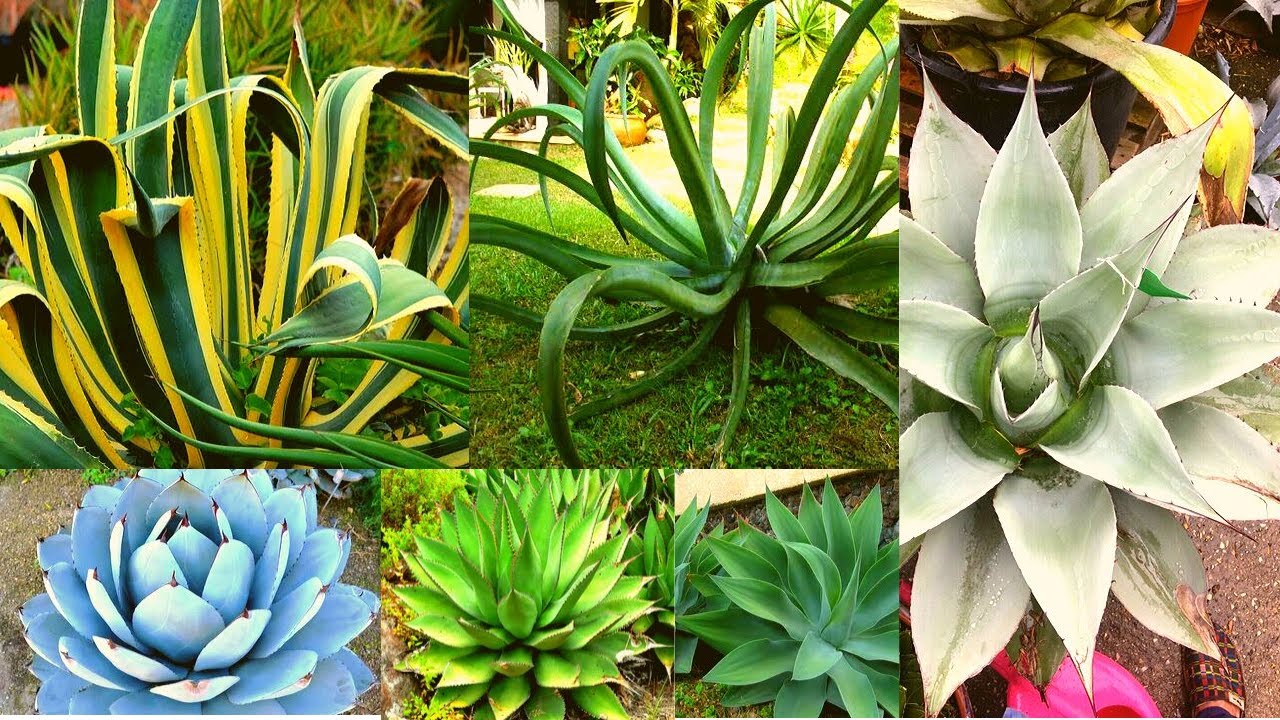 AGAVE VARIETIES - Plants Weekly - YouTube