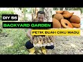 DIY S6: TAMAN DI BELAKANG RUMAH | My Backyard Garden | cara mudah dan cepat PETIK buah CIKU MADU