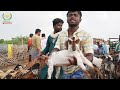 எட்டையபுரத்துல இந்த ஆட்டு சந்தை தான் பேமஸ் goat goatfarming vivasayaarvalargal