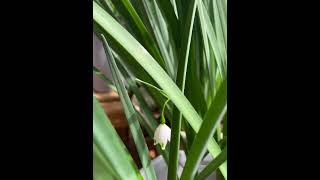 Summer snowflake, isn't it cute :) #flowers #plants #balconygarden #spring #nature