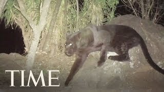Rare Footage Of A Black Leopard In Kenya: 'No Animal More Elusive, No Animal More Beautiful' | TIME