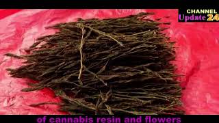 অবৈধ নেশাজাত দ্রব্য #গাঁজা তৈরি হয় কিভাবে? How to make #Cannabis?