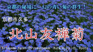 絶景！　京都の秘境に咲く　幻の青い菊　「北山友禅菊」　京都市久多　Kitayama Yuzen　Chrysanthemum  Kuta district, Kyoto Japan