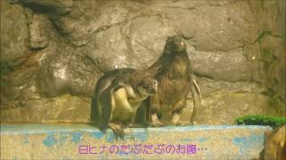 浅虫水族館　ペンギンの兄弟喧嘩？