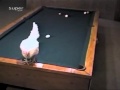 Funny chicken