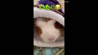 【モルモット】新しいお布団に警戒なく入ってるもく君😂 #モルモット #guineapig #ペット  #可愛い #クレステッドモルモット